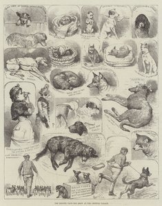 A Kennel Club kutyakiállítása a Crystal Palace-ban